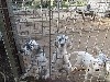  - CHIOTS HAMIA